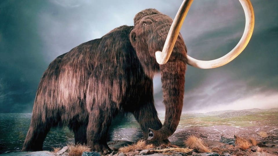 Mamut v muzeu